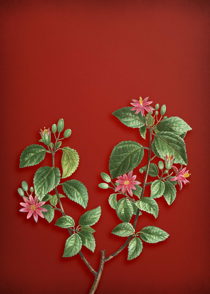 Crossberry on Red