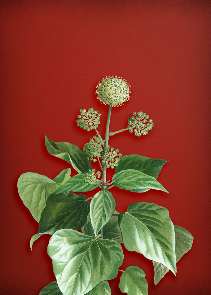 Common Ivy on Red