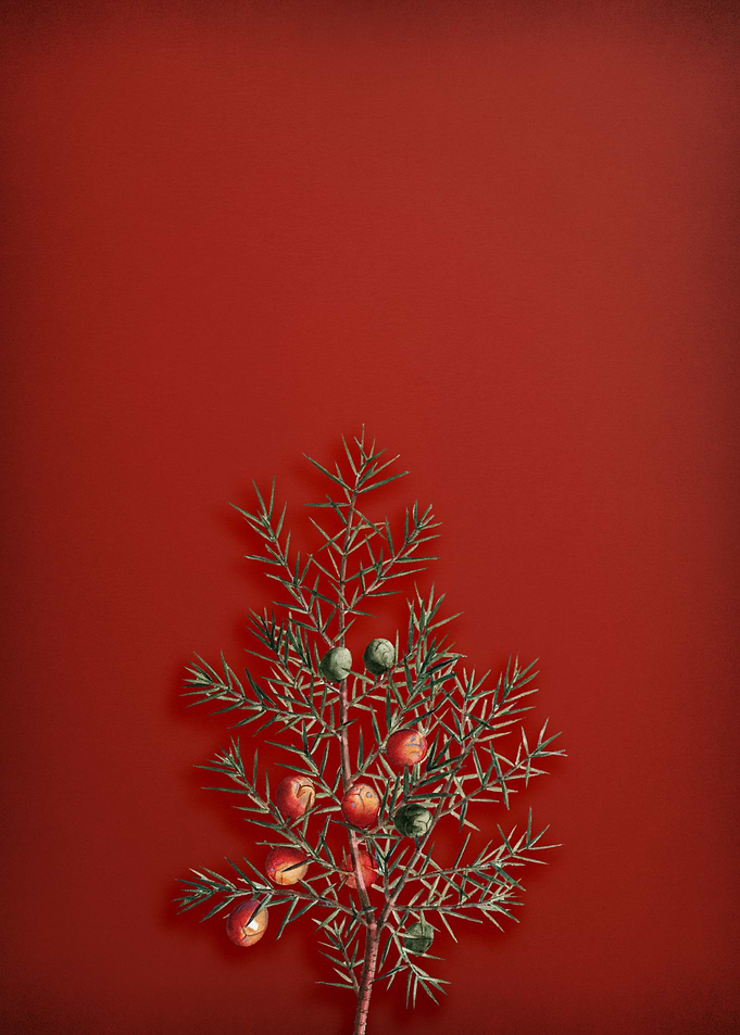 Common Juniper on Red