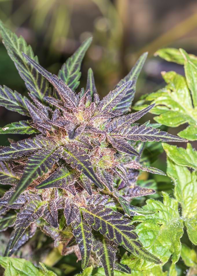 Cannabis plant