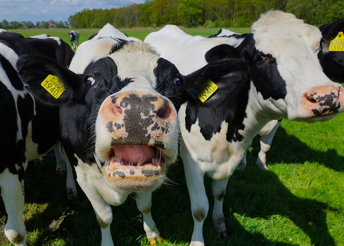 Cow