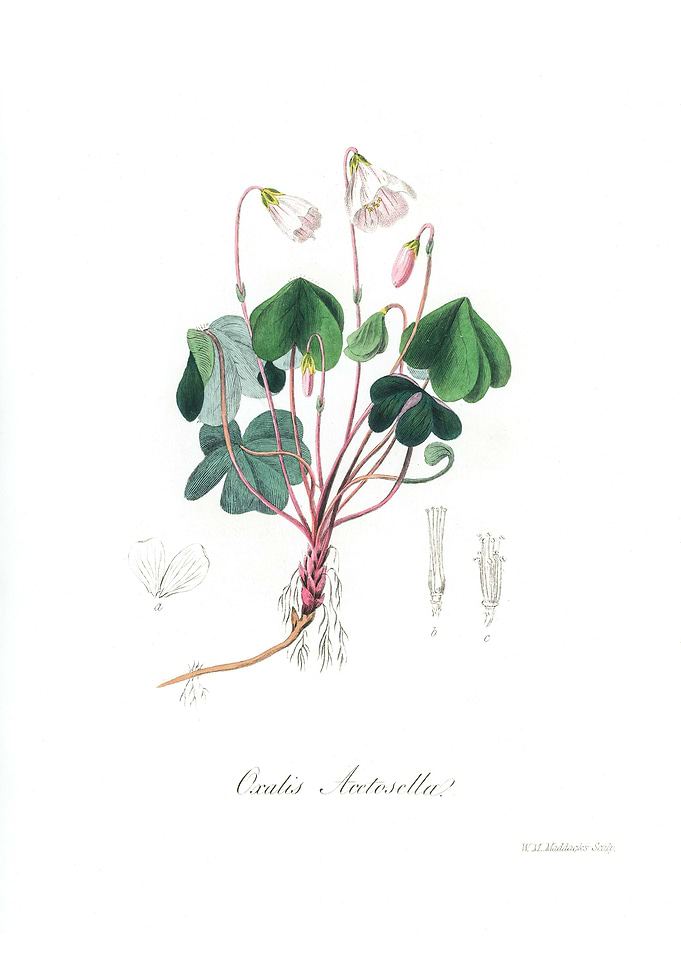 Wood sorrel Oxalis