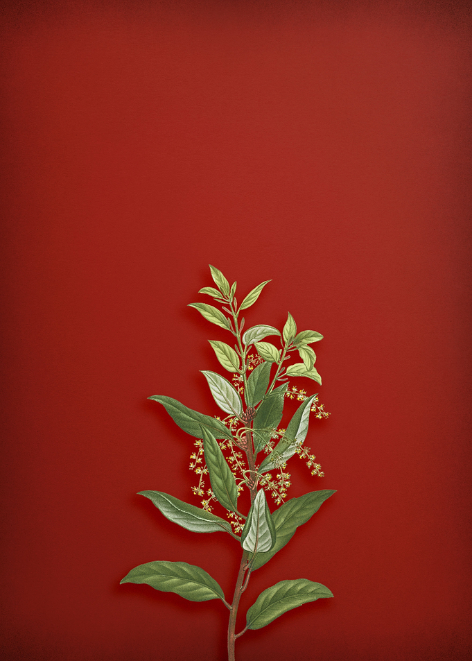 Evergreen Oak on Red