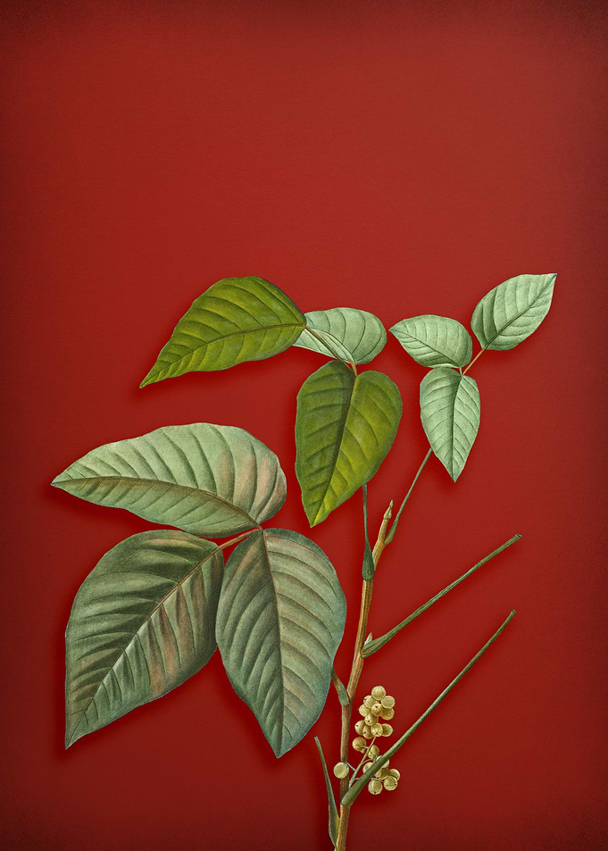 Eastern Poison Ivy on Red