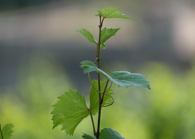 vines