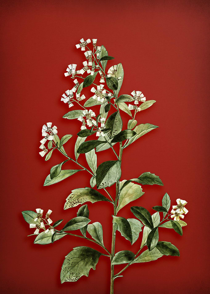 Eastern Baccharis on Red