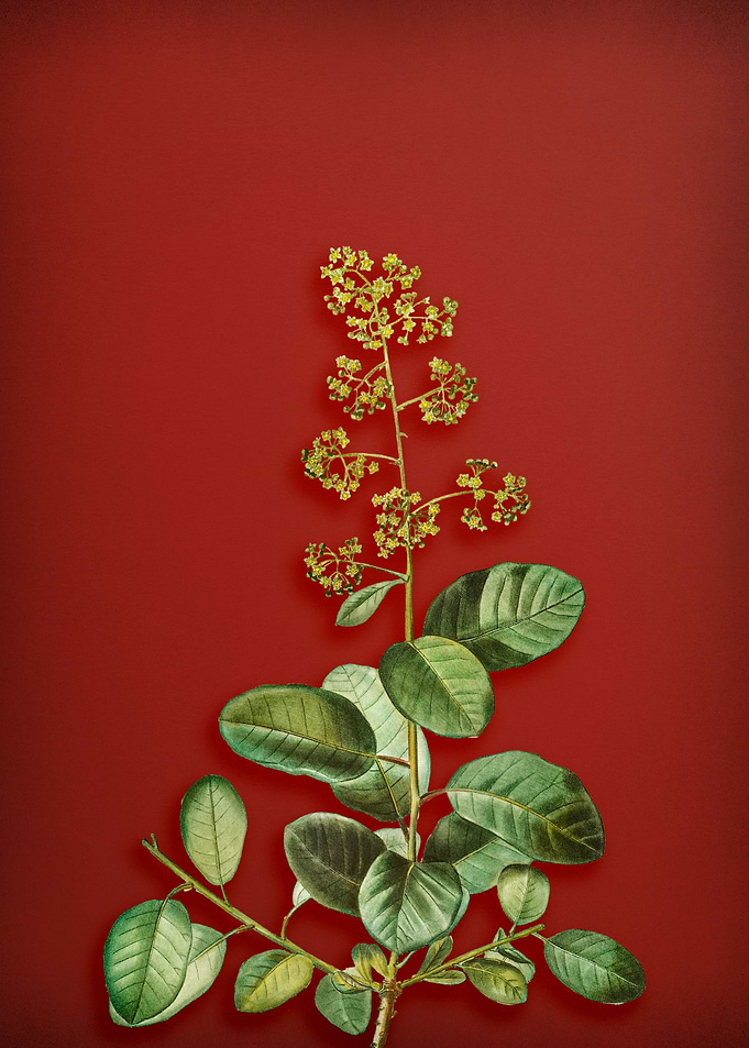 European Smoketree on Red