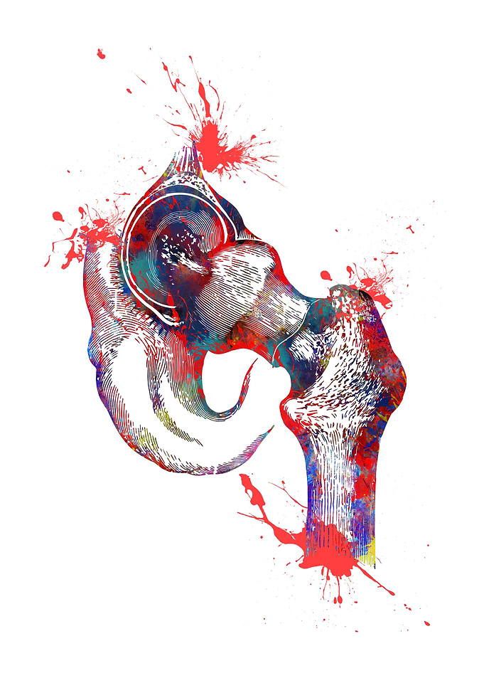 Hip joint