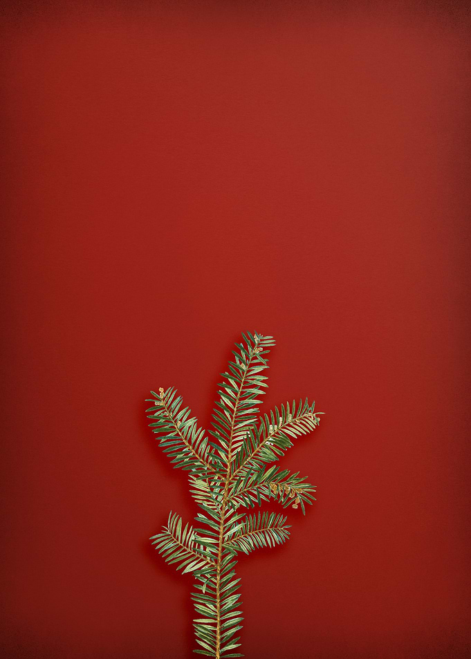 English Yew Branch on Red