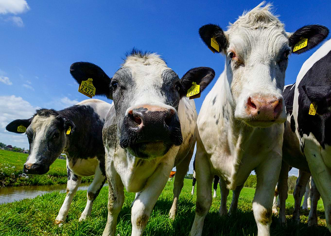 Cows
