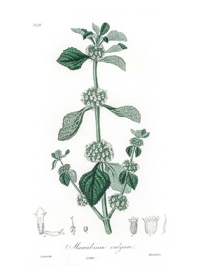 White horehound Marrubium