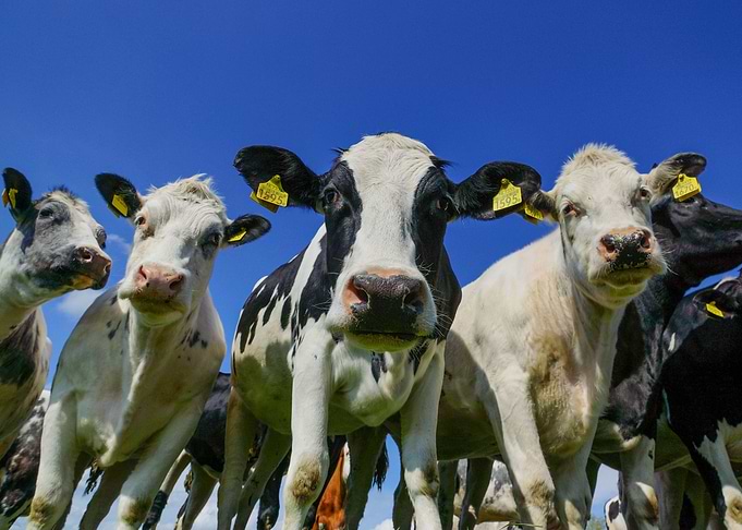 Cows