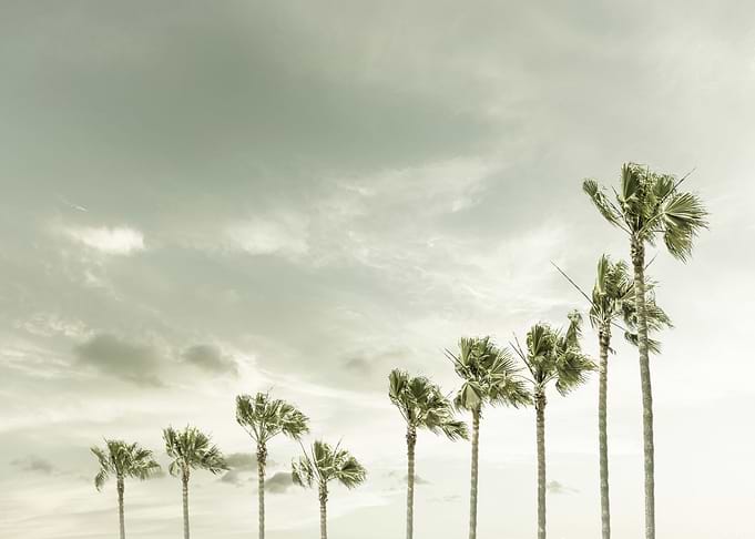 Vintage Palm Trees