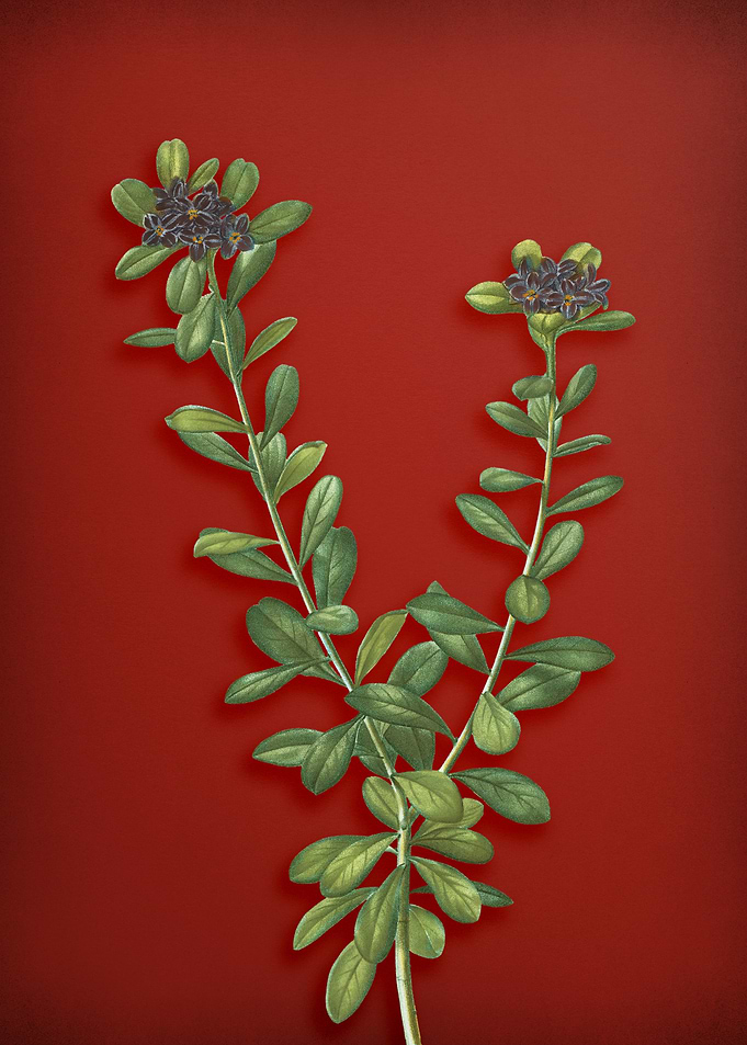 Daphne Sericea on Red