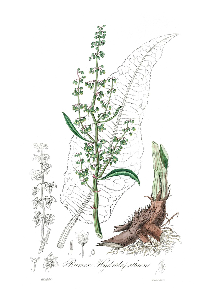 Water dock Rumex