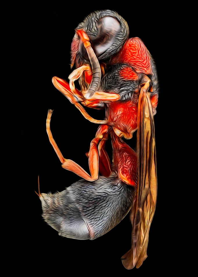 Potter Wasp