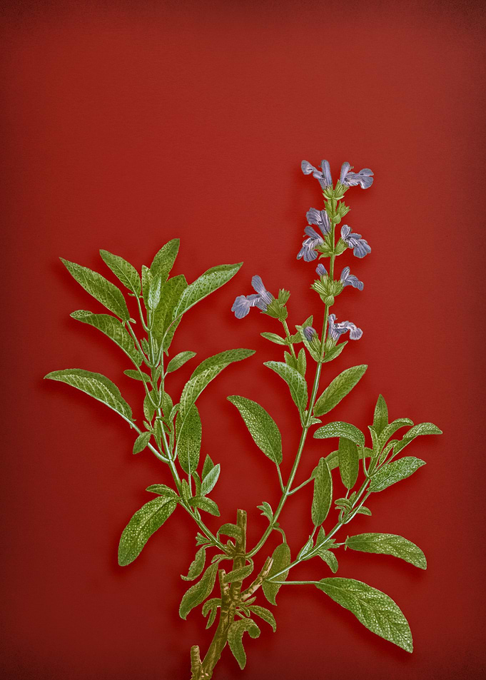 Garden Sage on Red