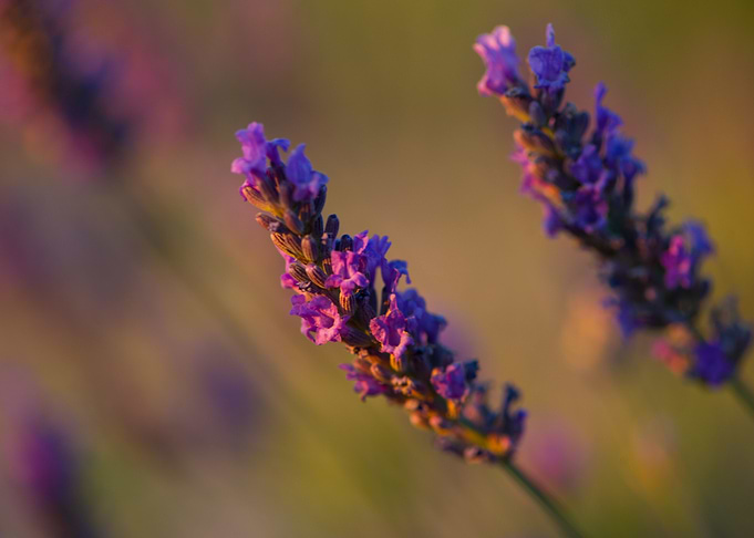 Lavender 4