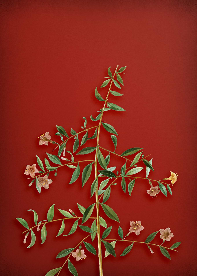 Goji Berry Branch on Red