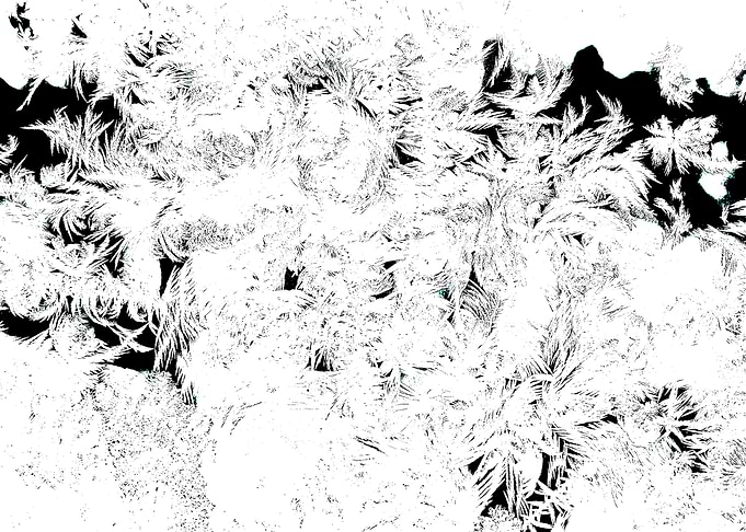 Black and White Flora