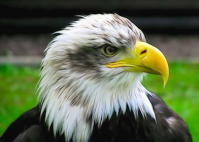 Bald Eagle
