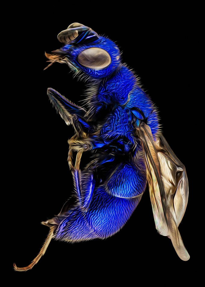 Cuckoo Wasp