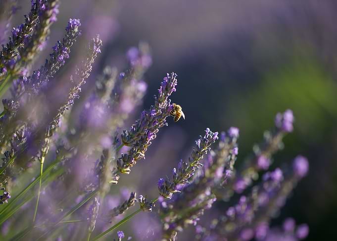 Lavender 3