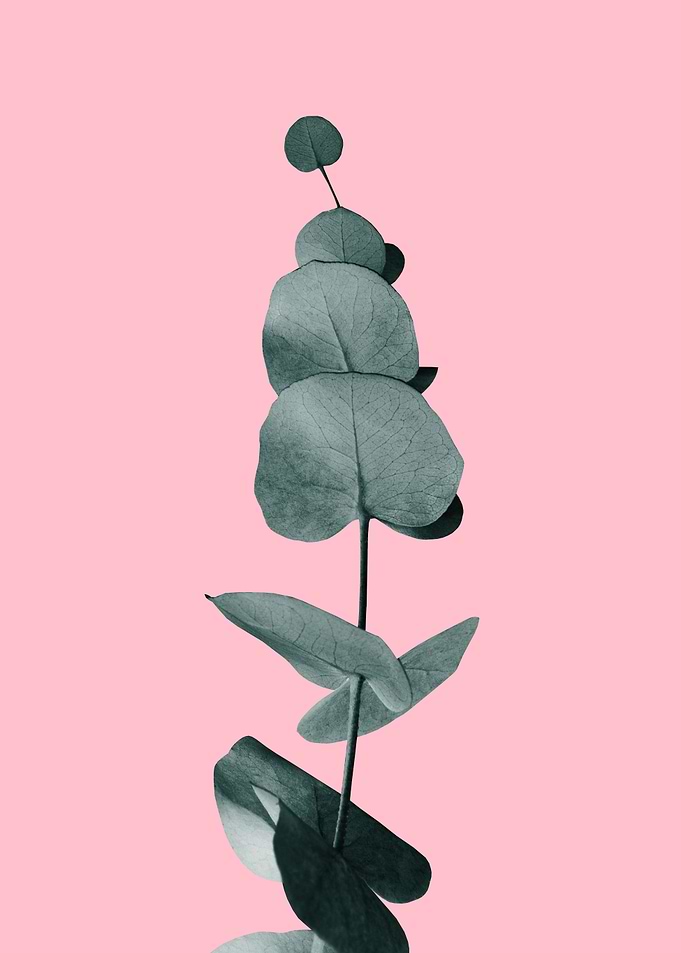 Eucalyptus Delight Glam 2