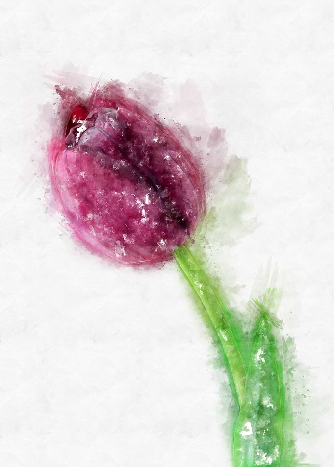 purple tulip watercolor