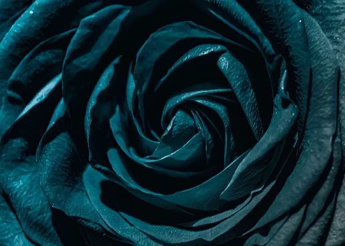 Blue Zen Rose