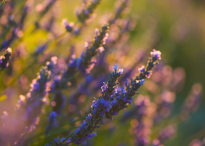 Lavender 6
