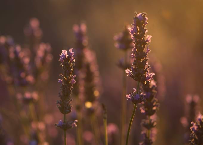 Lavender 1