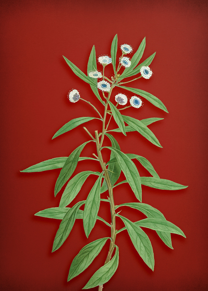 Globe Daisy Shrub on Red