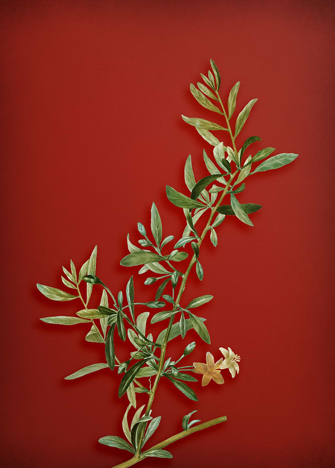 Goji Berry Branch on Red