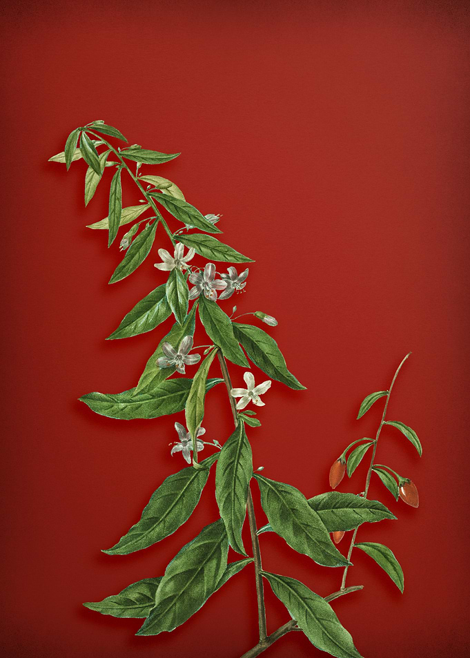 Goji Berry Tree on Red