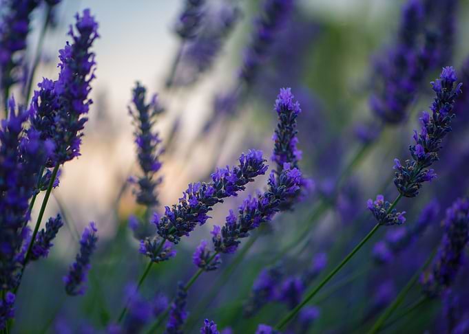 Lavender 7