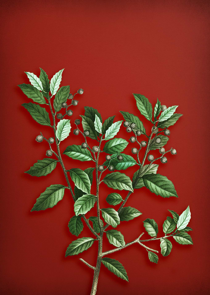 Evergreen Oak on Red