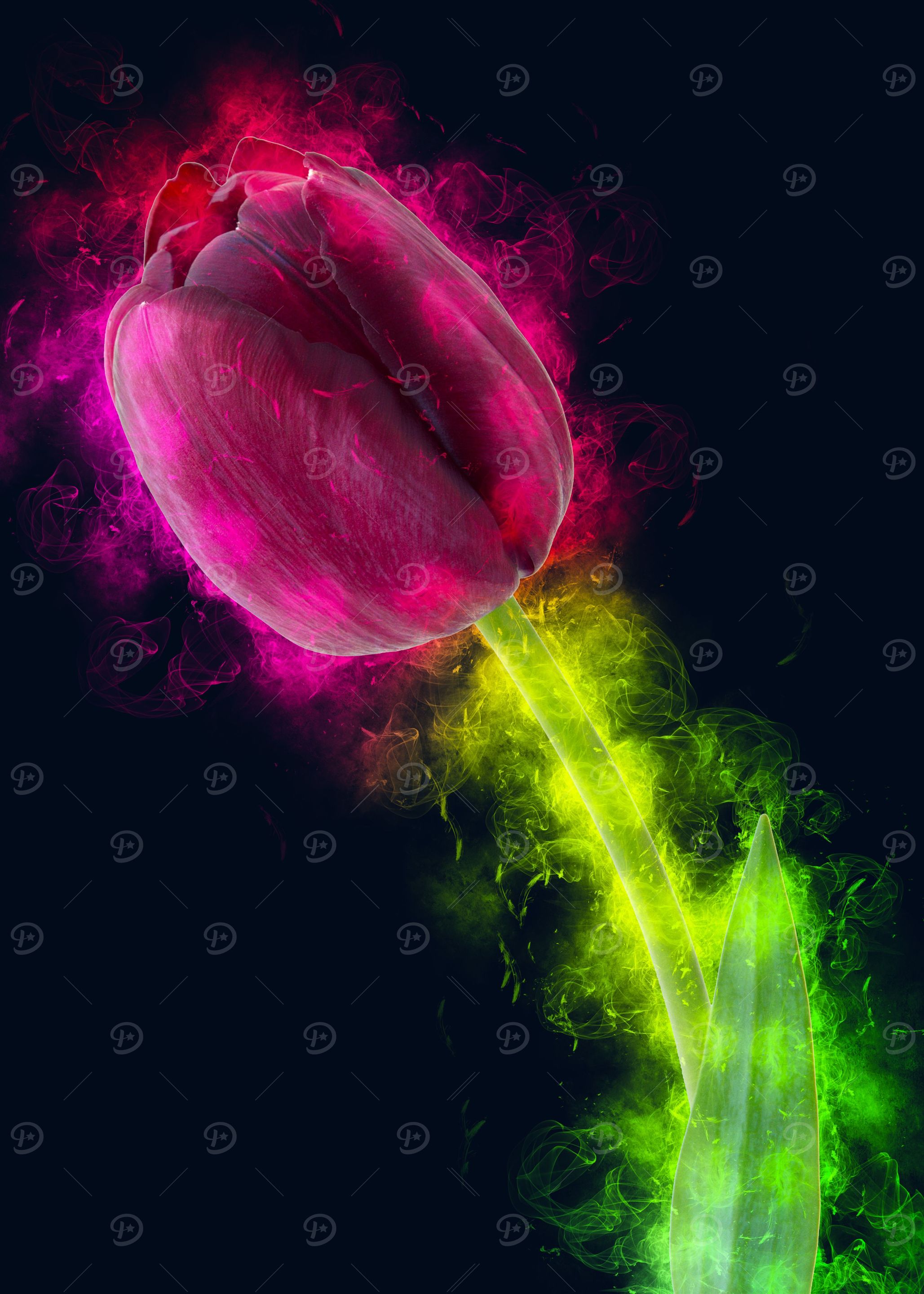 purple tulip smoky