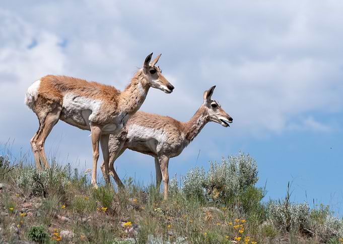 Two Deer