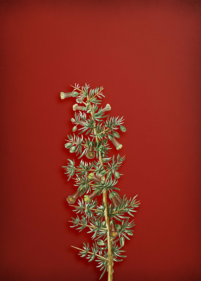 Kraal Honey Thorn on Red