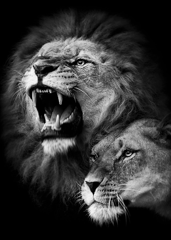 angry lion with lioness