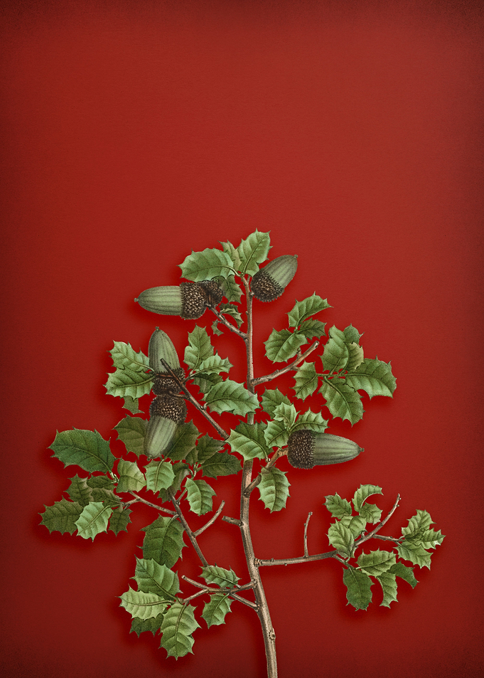 Kermes Oak on Red