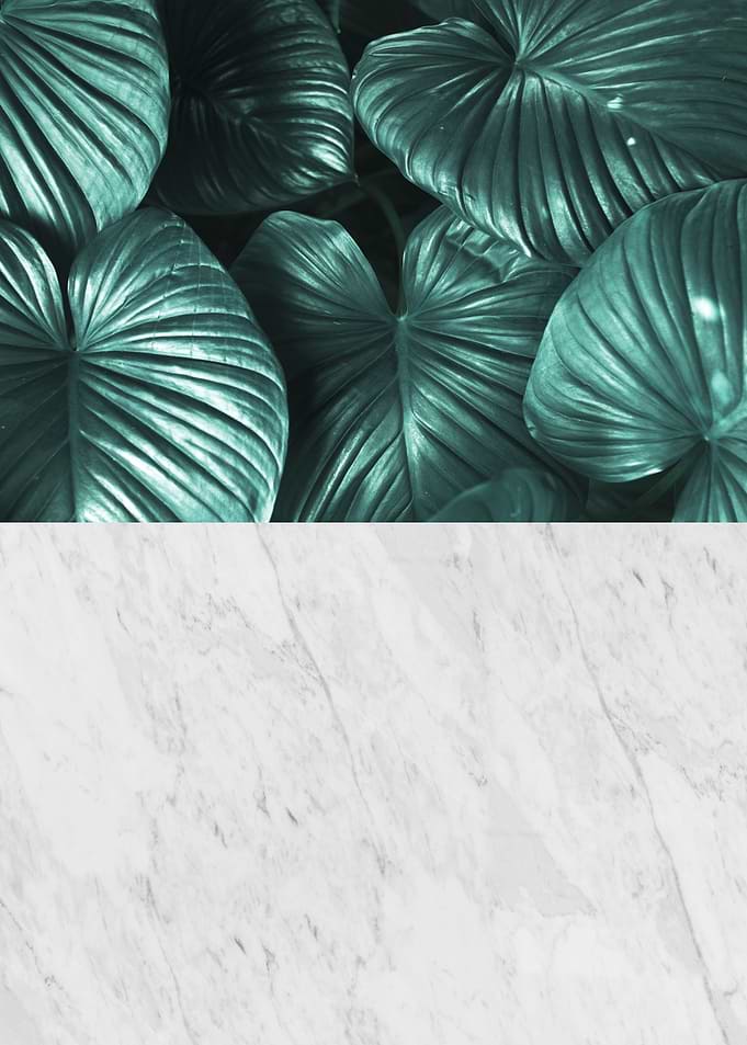Minimalist botanical IV