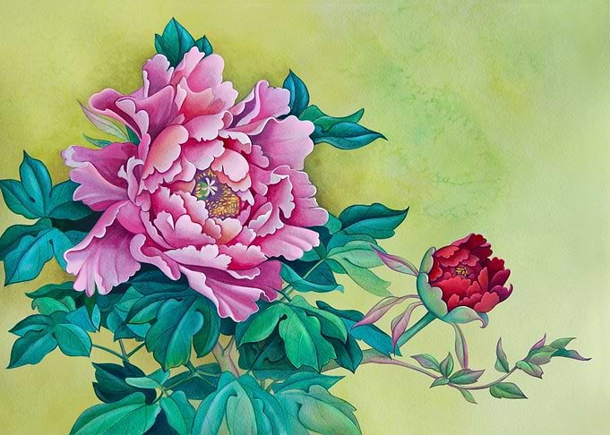 Blossoming peonys