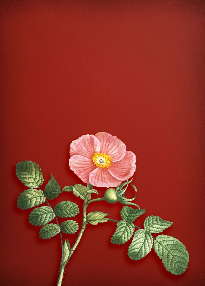 Japanese Rose on Red