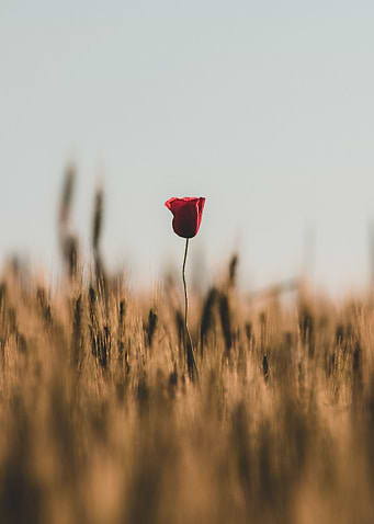 Field
