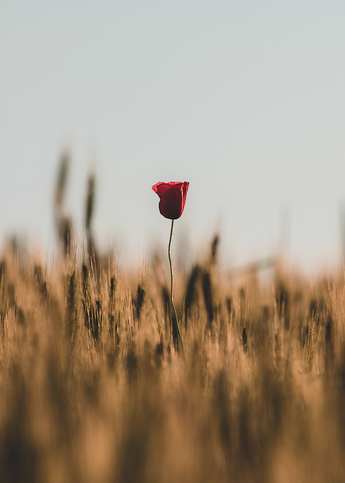 Field