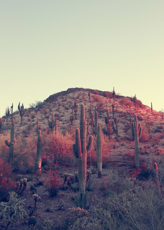 Cacti
