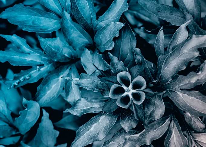 Blue Zen Floral