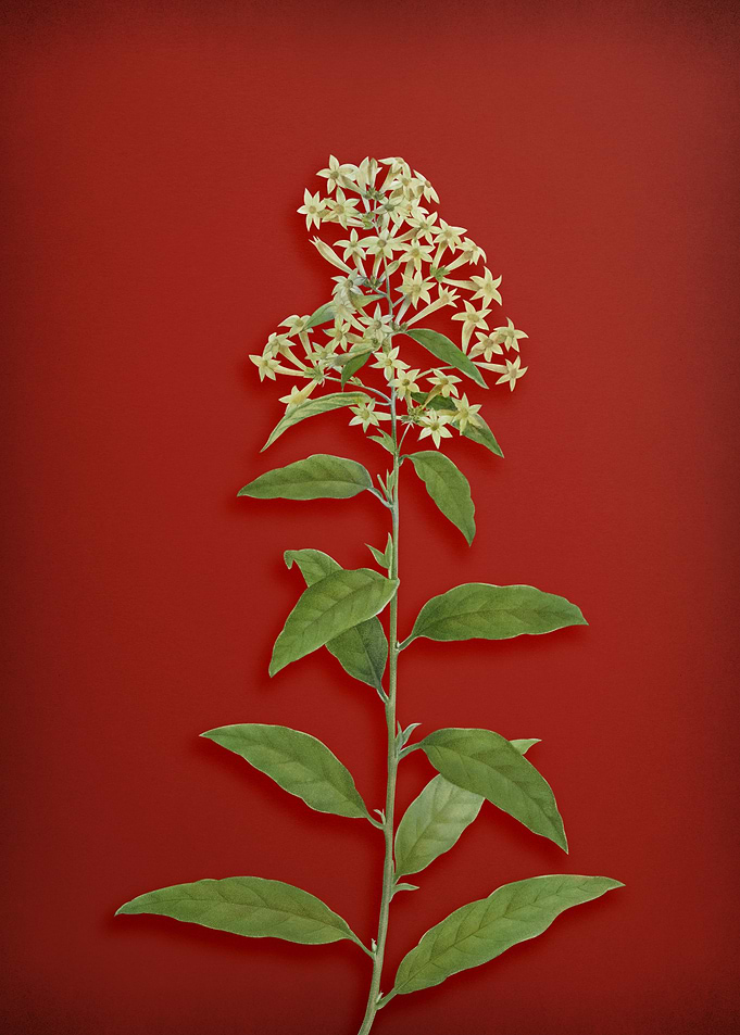 Green Cestrum on Red